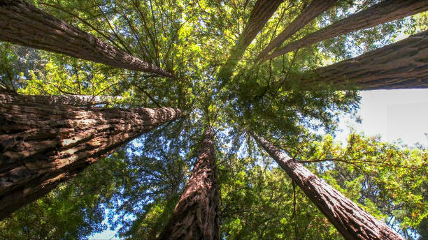 How Our Tree Care Process Works  in  Landing, NJ