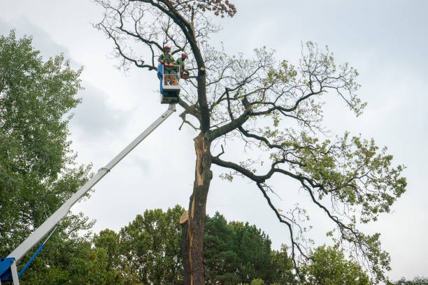 Lawn Watering Services in Landing, NJ