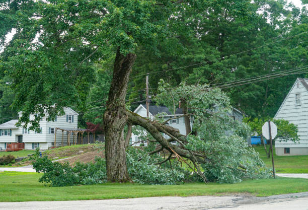 Landing, NJ Tree Care Services Company